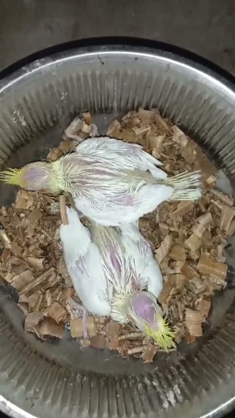Cockatiel, farm video
