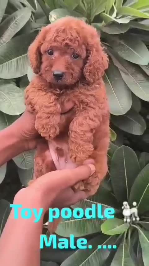 Culture Pom Puppy, farm video