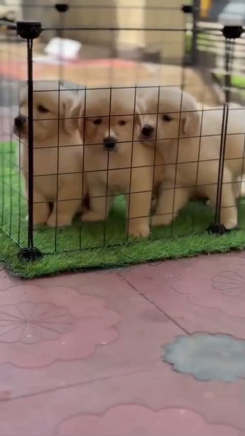 Golden Retriever, farm video