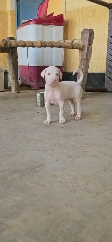 American Bully Pocket Size Puppy, farm video