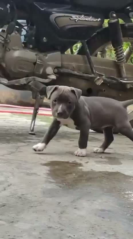 American Bully Pocket Size Puppy, farm video
