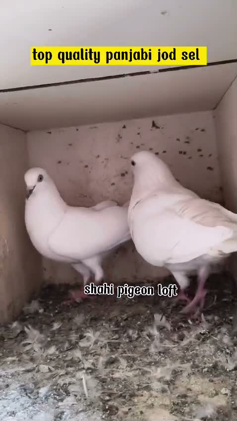 Satin Pigeon, farm video