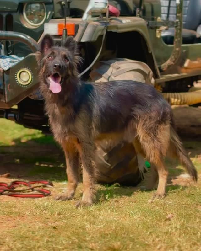 German Shepherd Puppy, farm video