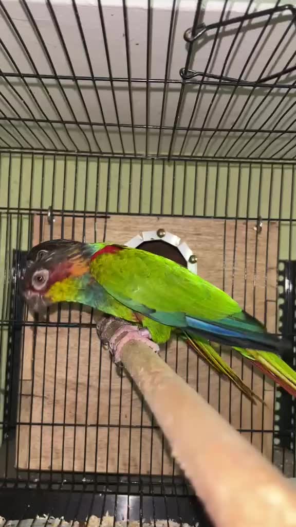 Small Cheek Conure, farm video