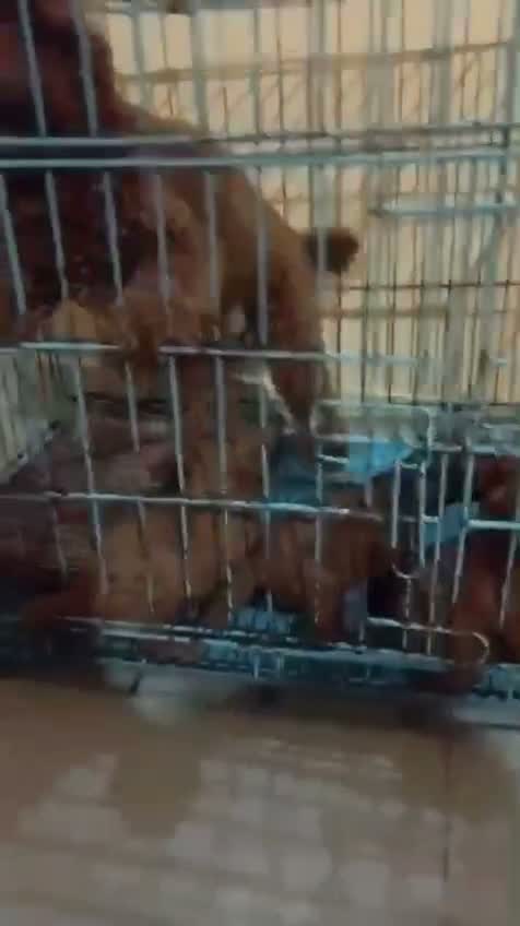Toy Poodle Puppy, farm video