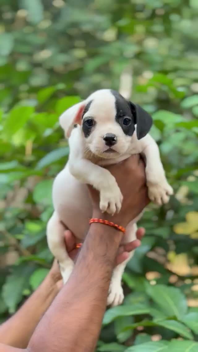 American Bully Pocket Size Puppy, farm video