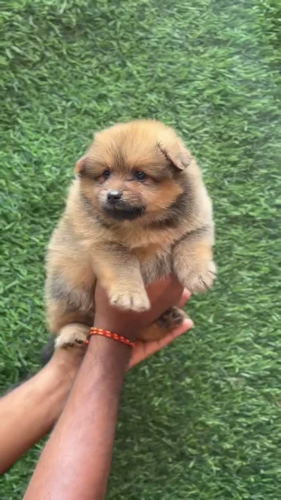 Pomeranian Puppy, farm video