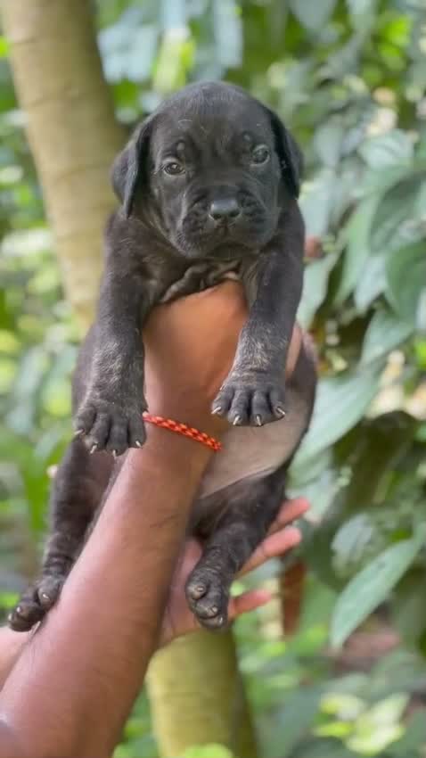 Cane Corso Puppy, farm video