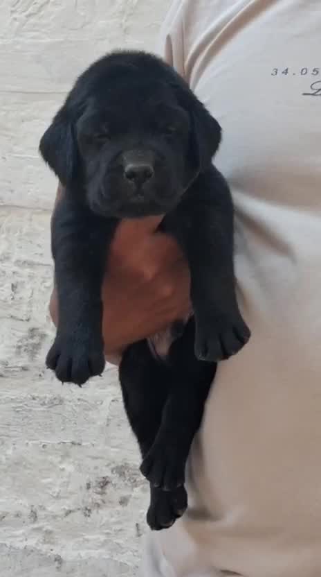 Beagle Black & Tan Puppy, farm video