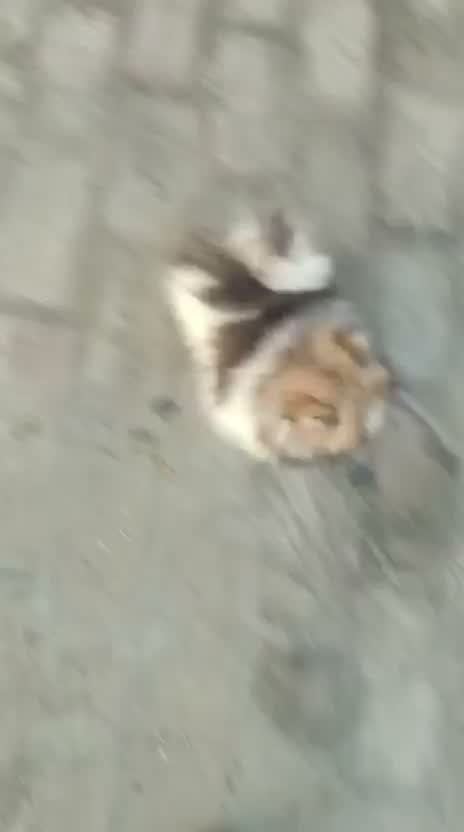 Culture Pom Puppy, farm video
