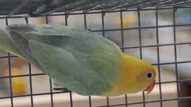 Blue Throated Conure, farm video