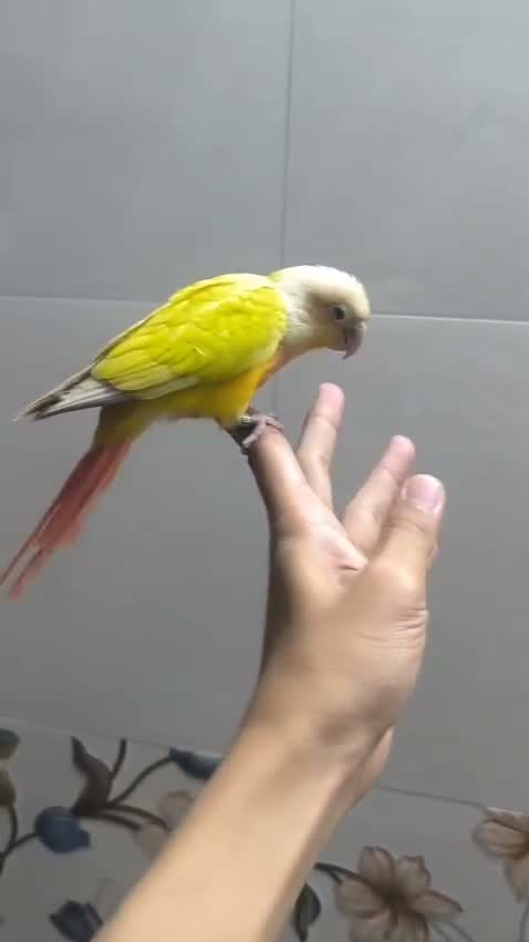 Sun Cheek Conure, farm video
