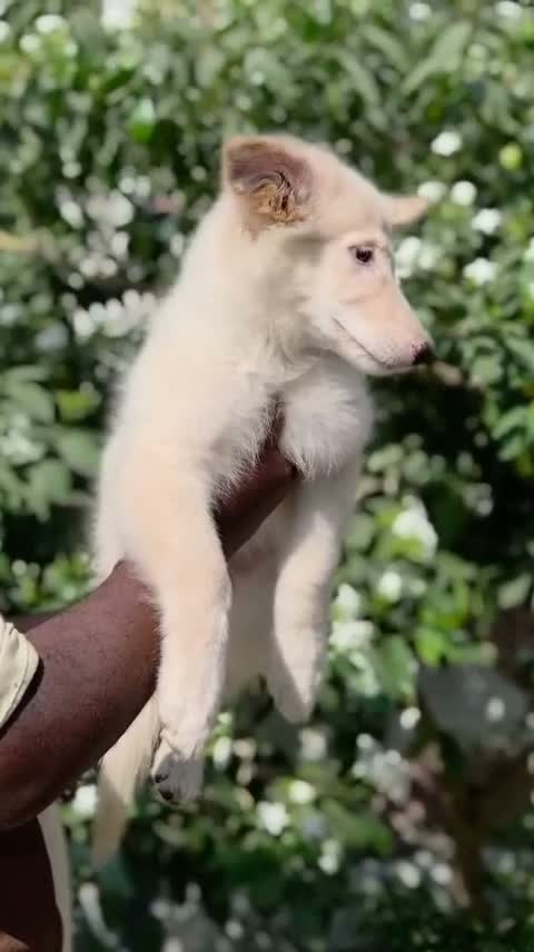 German Shepherd Puppy, farm video