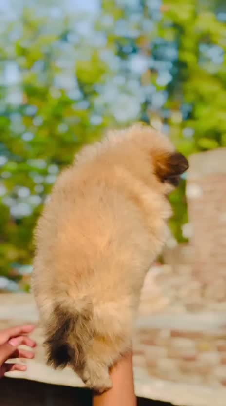 Culture Toy Pom Puppy, farm video