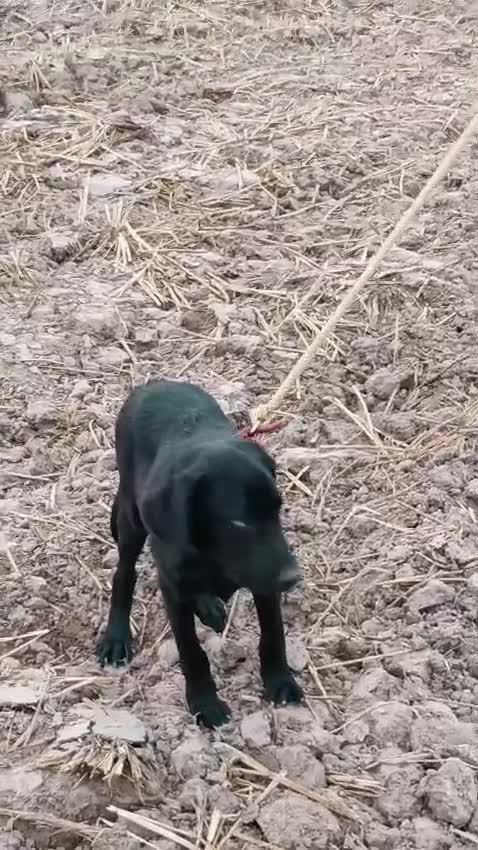 Beagle Black & Tan Puppy, farm video