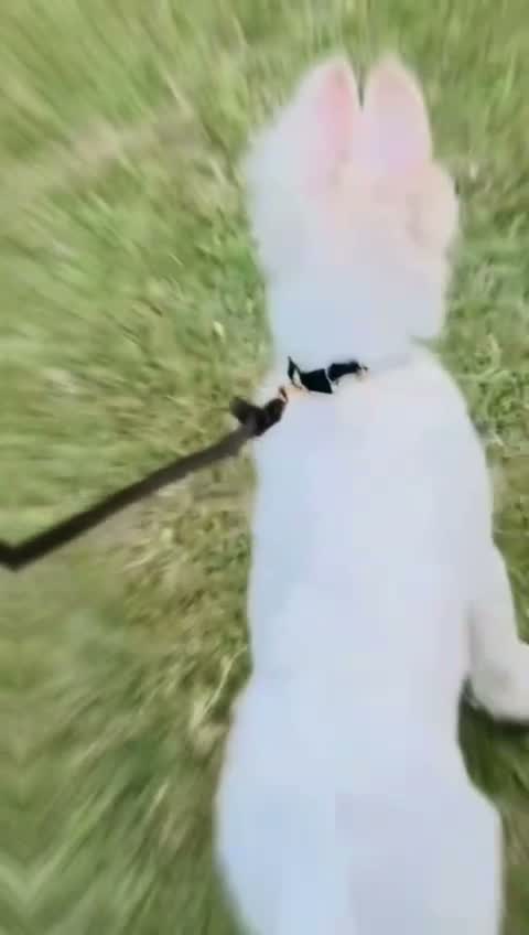 German Shepherd Puppy, farm video