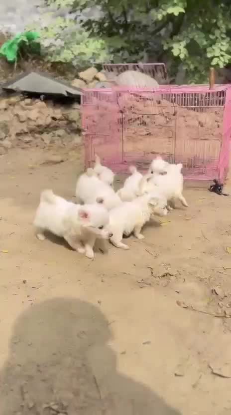 Pomeranian Puppy, farm video