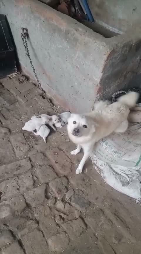 Culture Pom Puppy, farm video