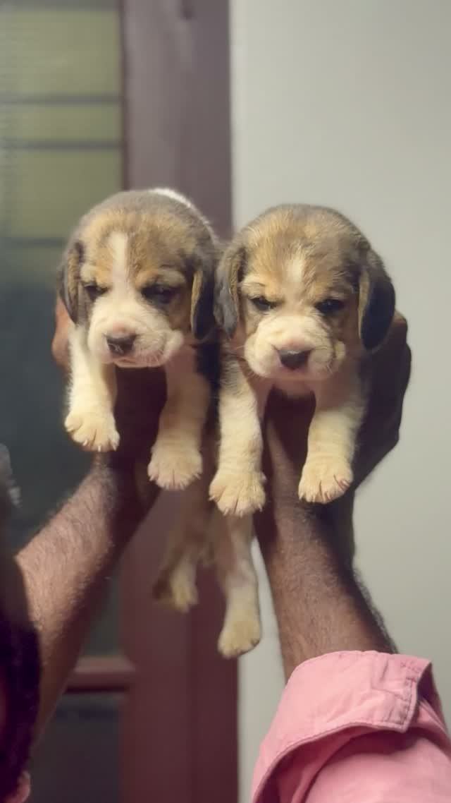 Beagle Black & Tan Puppy, farm video