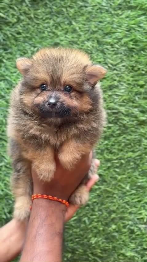 Culture Pom Puppy, farm video