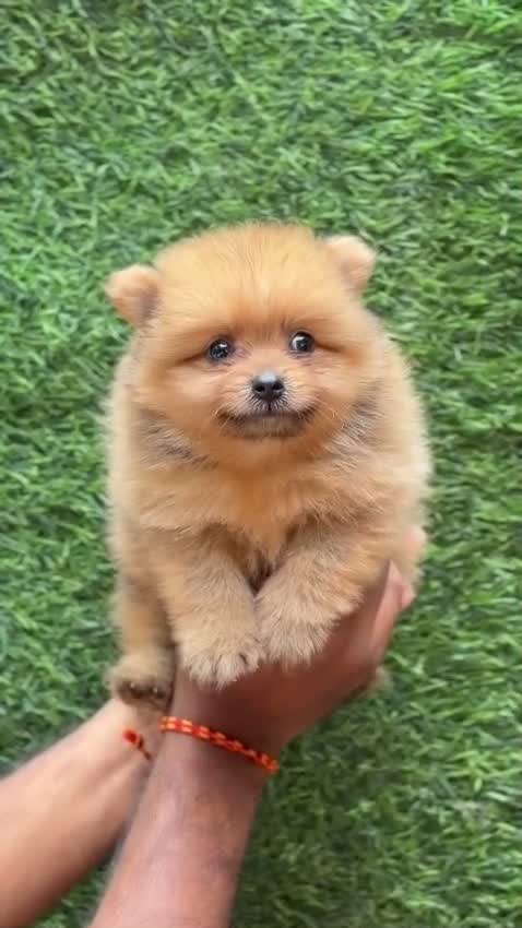 Culture Pom Puppy, farm video