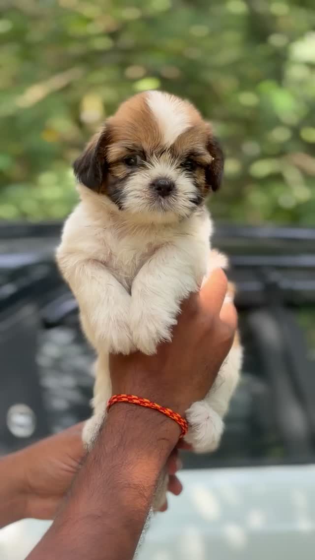 Shih Tzu | Black Color, farm video