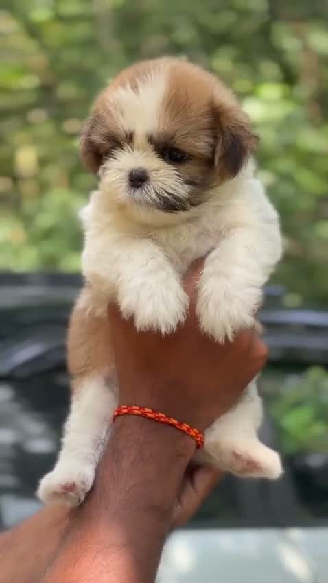 Shih Tzu | Black Color, farm video