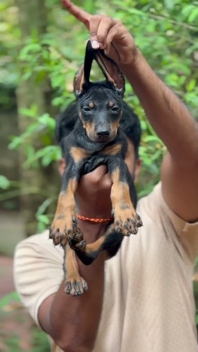 European Doberman Puppy, farm video