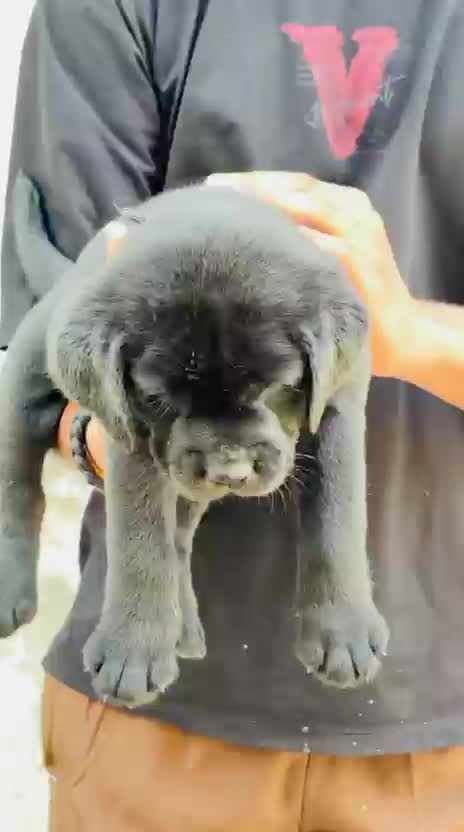 Beagle Black & Tan Puppy, farm video