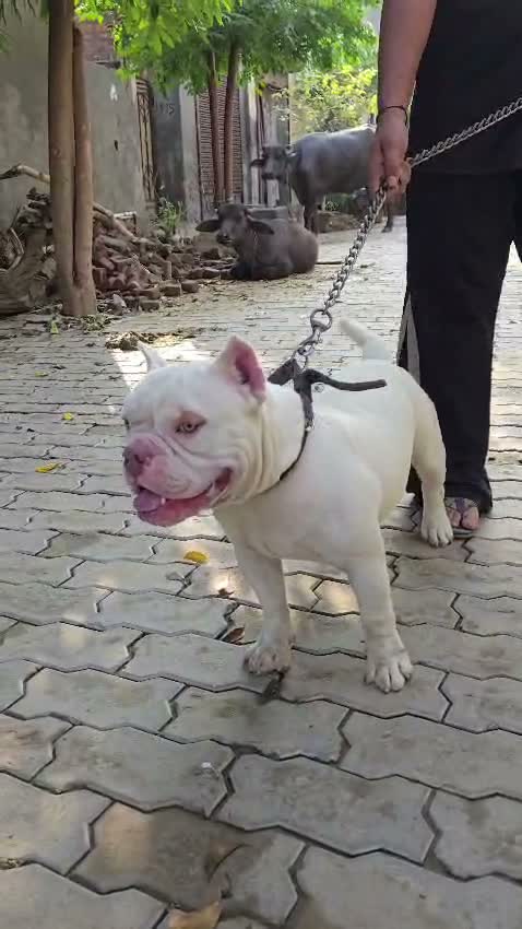 American Bully Pocket Size Puppy, farm video