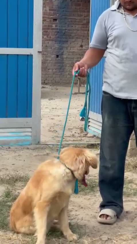 Golden Retriever, farm video