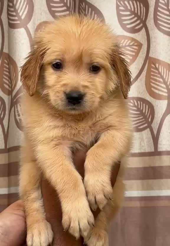 Golden Retriever, farm video