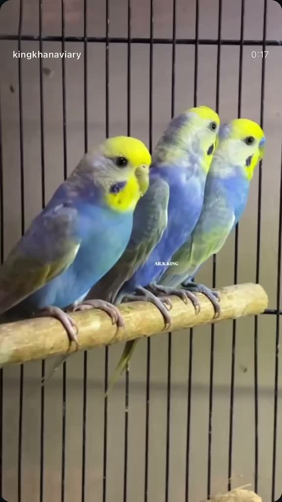Budgies | Fallow, farm video