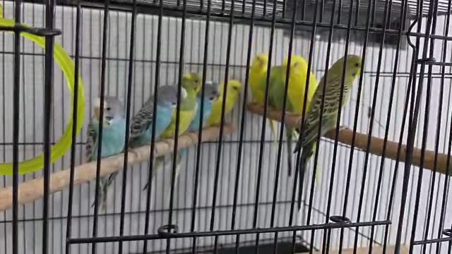 Budgies | Fallow, farm video