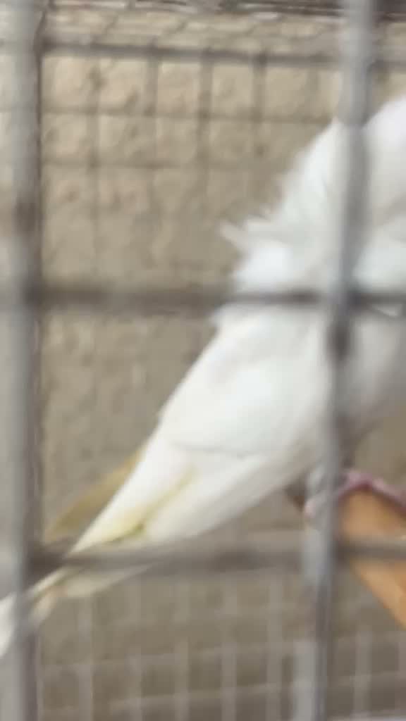 Hogoromo Budgies, farm video
