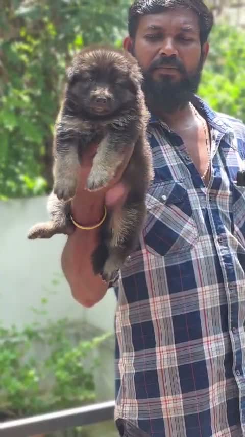 German Shepherd Puppy, farm video