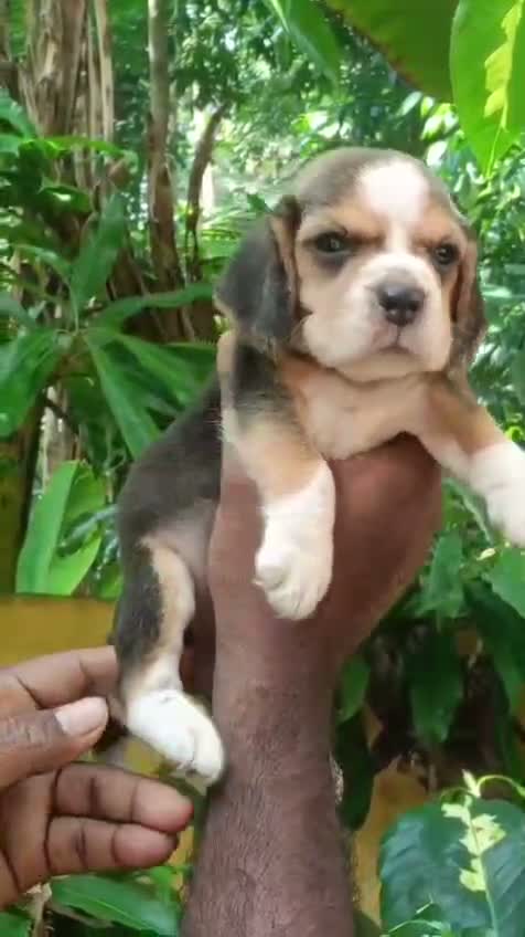 Beagle Black & Tan Puppy, farm video