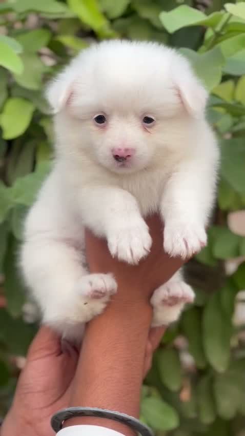 Pomeranian Puppy, farm video