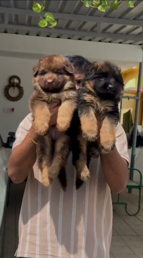 German Shepherd Puppy, farm video