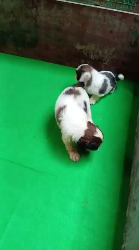Shih Tzu | Black Color, farm video