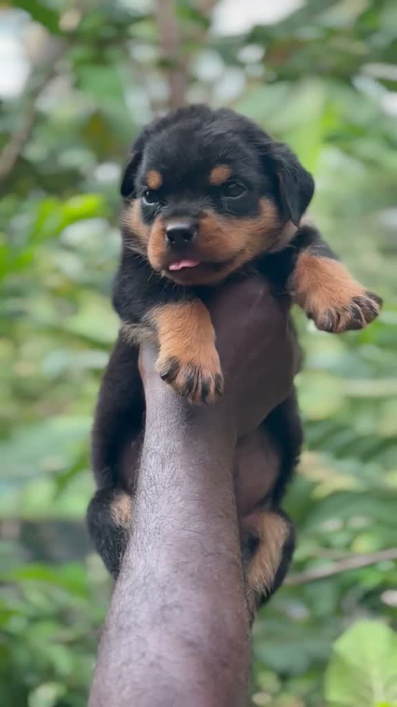 Rottweiler Puppy, farm video