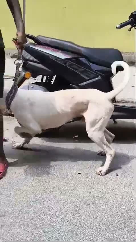 Dogo Argentino Puppy, farm video
