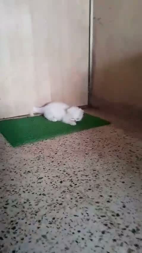 Persian, farm video
