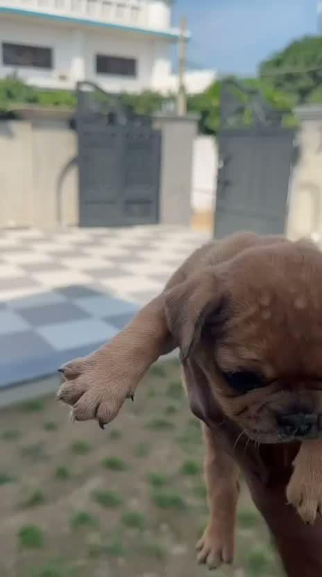 French Bulldog Puppy, farm video