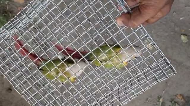 Pineapple Headed Conure, farm video