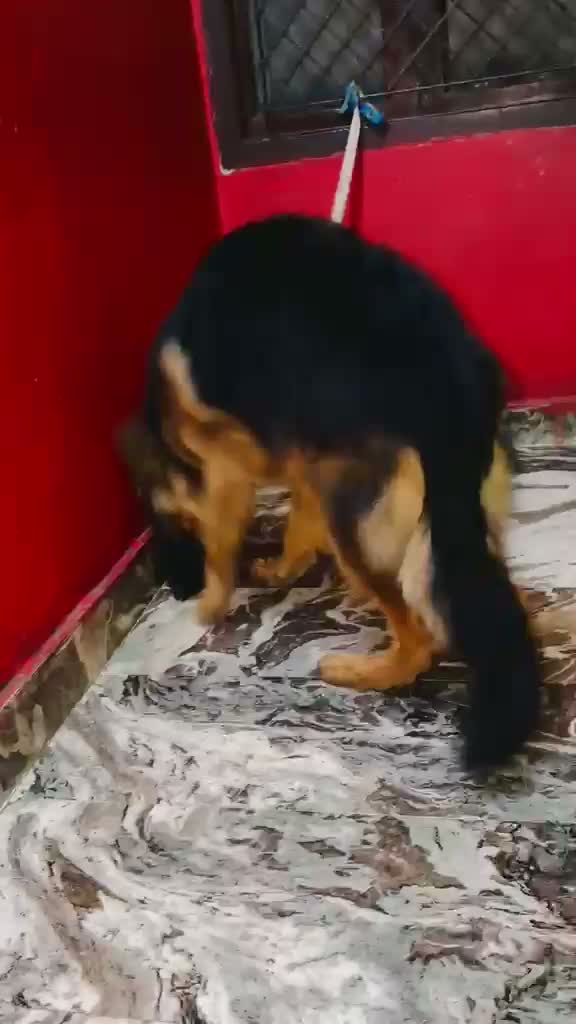 German Shepherd Puppy, farm video