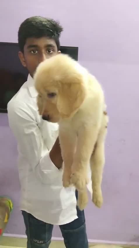 Golden Retriever, farm video