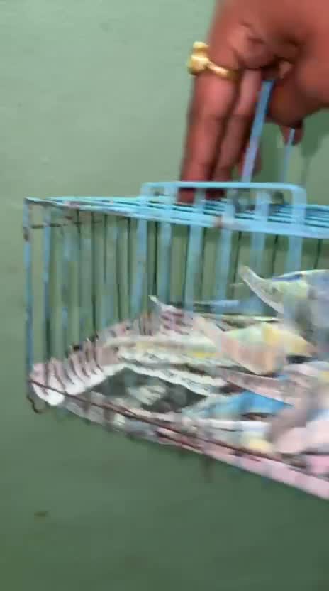 Budgies | Fallow, farm video