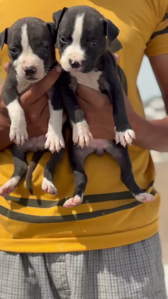 Pitbull Terrier Puppy, farm video
