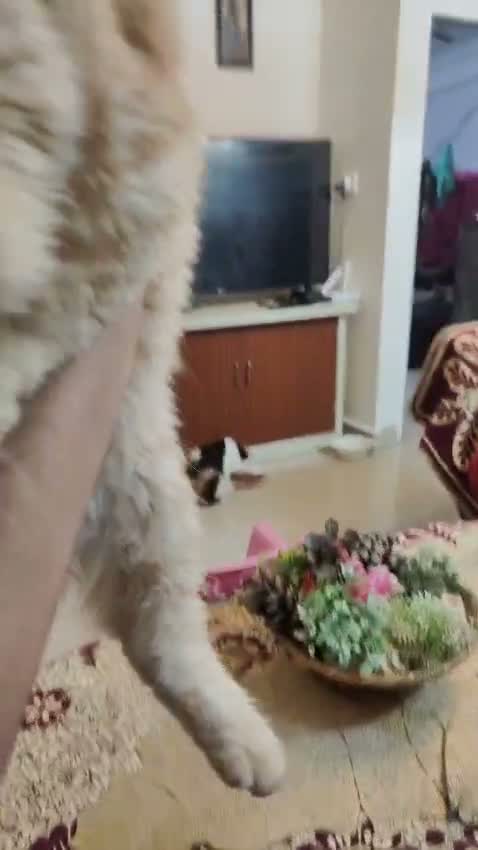 Persian, farm video